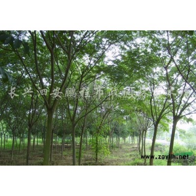 浙江广玉兰介绍