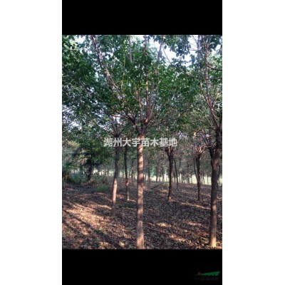 供应10-12公分精品广玉兰