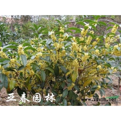 正宗新采广玉兰种子 白子 大花 荷花 洋玉兰 绿化行道林木