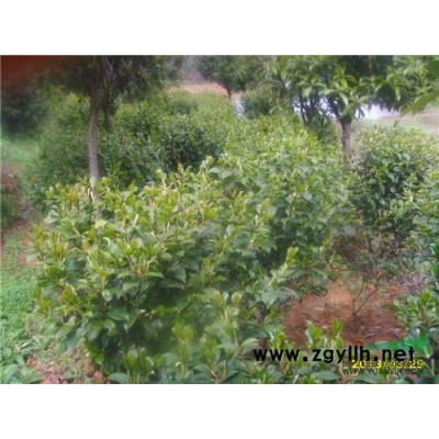 7--12公分广玉兰大量出售