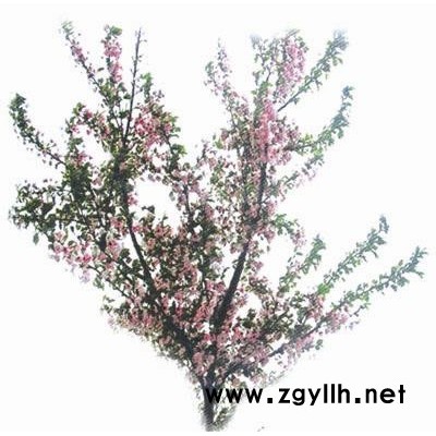 樱花、广玉兰、无患子、合欢