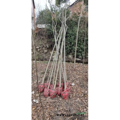 香樟小苗、小叶香樟小苗