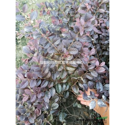 四川广玉兰、广玉兰价、荷花玉兰、