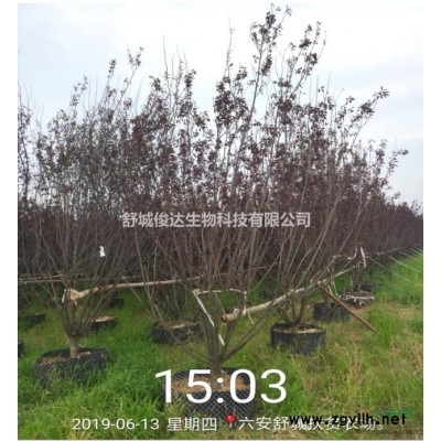 精品容器苗香樟