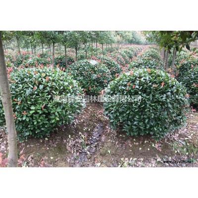 香樟,广玉兰,栾树,桂花,香橼、香泡,朴树