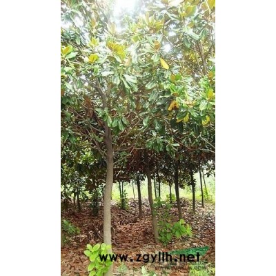 广玉兰1图片\广玉兰1报价