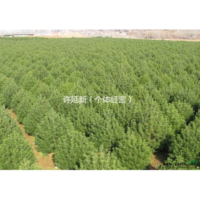 银杏树 白果树 落花苗木