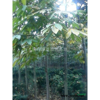 皂角，皂角树，桂花，银杏