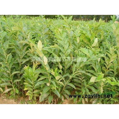 大量供应紫薇苗、广玉兰苗、油茶苗等苗木