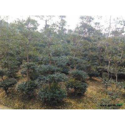 供应香樟/香樟报价