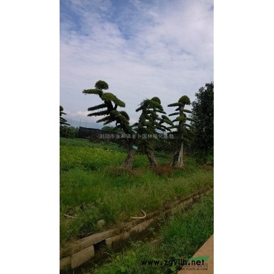 香樟，湖南香樟，香樟价格，香樟供应，香樟图片