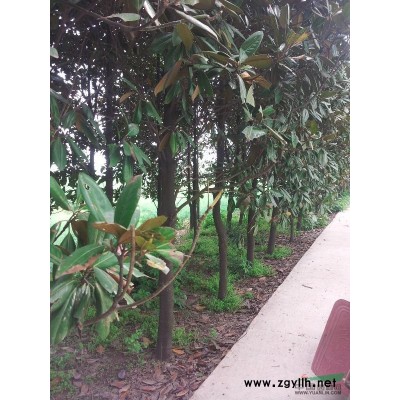7-14公分广玉兰 常年供应