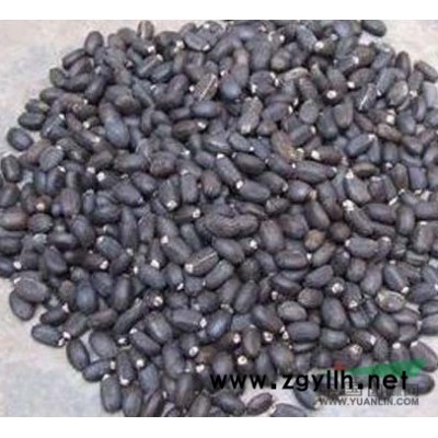 江苏沭阳低价供应批发香樟树 小叶香樟 小叶香樟种子