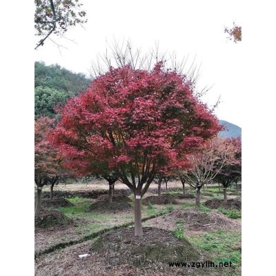 浙江台州供应优质丛生香樟，多杆香樟，大香樟树