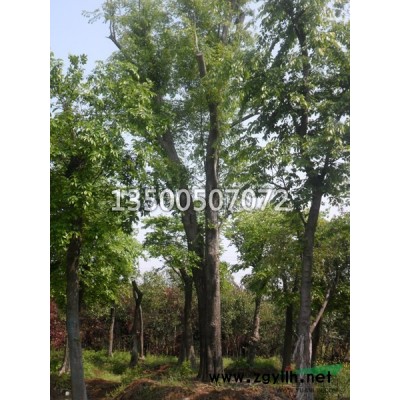 安徽广玉兰/肥西广玉兰