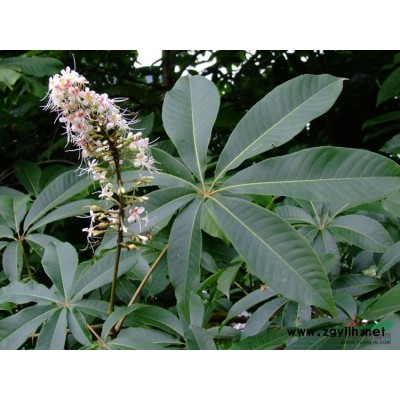 银杏5图片\银杏5报价