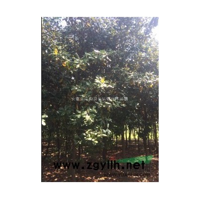 银杏树 乐昌含笑 香樟