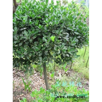 浙江小海桐,木瓜银杏桃树红叶碧桃紫叶桃无花果海棠*新价格