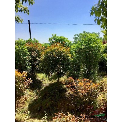 合肥香樟12-14香樟