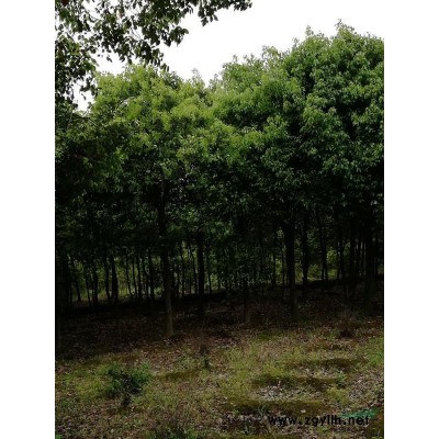 自家种植多年的香樟出售