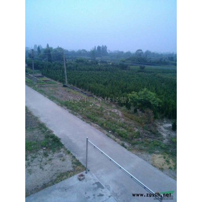 广玉兰报价/江苏广玉兰报价