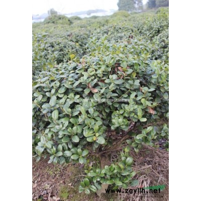 移栽成年香樟树 量大