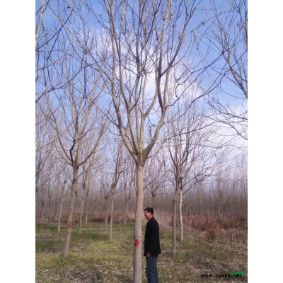 浙江金华:20-25公分的骨架移栽香樟，树形优美，低价销售