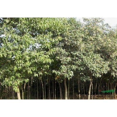 广玉兰*新价格/广玉兰报价