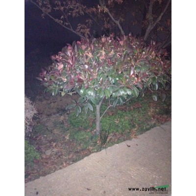 大量供应广玉兰 、红叶石楠球及各种绿化苗木