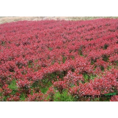 香樟3行情报价\香樟3图片展示