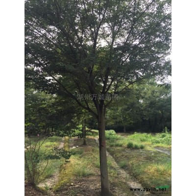 移裁大香樟报价/浙江移裁大香樟报价