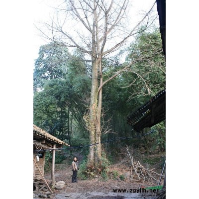 银杏古树，手续*，价格面议