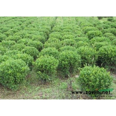 广玉兰图片\广玉兰报价