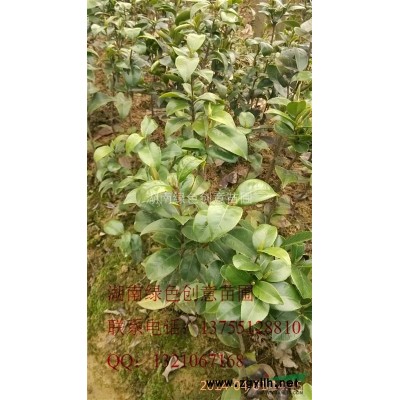 薄利多销胸径10公分以上的各规格广玉兰