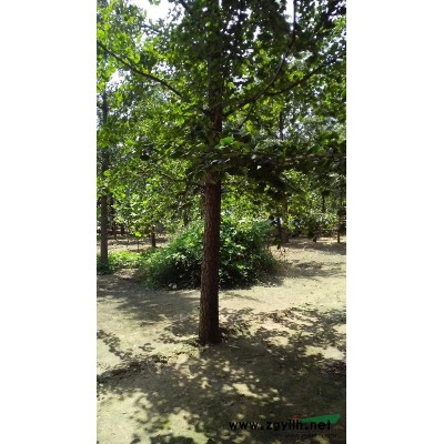 供应各年银杏苗木