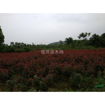 湖南地区供应6-15的广玉兰