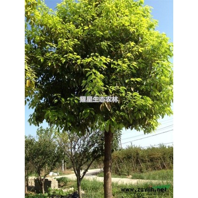 广玉兰树 白玉兰树 洋玉兰 玉兰花树 绿化行道树木 广玉兰大