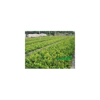 大量供应广玉兰，苗圃现货，规格*