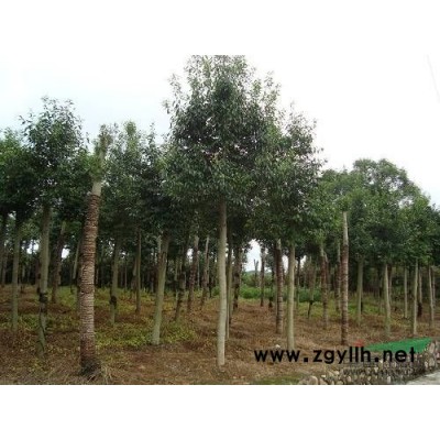 香樟种子*新价格/香樟种子报价