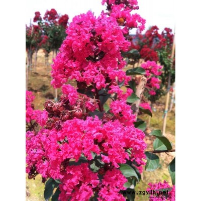 胸径 40 公分以上大香樟