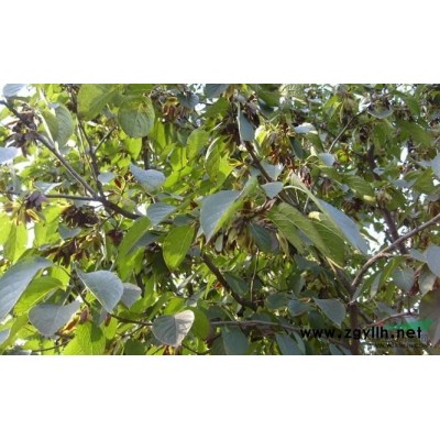 河南广玉兰供应 出售河南地区广玉兰 河南广玉兰行情