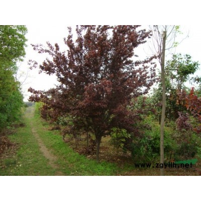 浙江广玉兰介绍