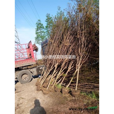 供应香樟(40-100)公分