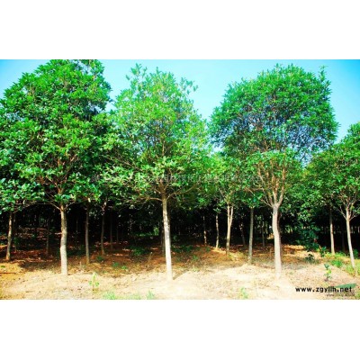 湖北地区供应各规格广玉兰