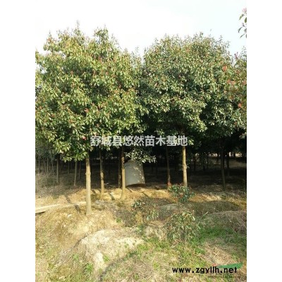 安徽红叶石楠 栾树 三角枫 红枫 榉树 香樟