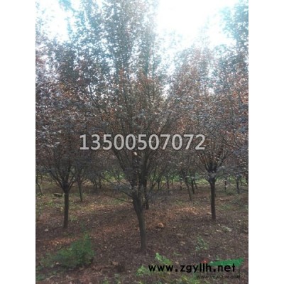 安徽香樟树 安徽香樟价格 香樟供应 肥西香樟 合肥香樟