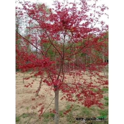 河南广玉兰供应 河南广玉兰行情 河南广玉兰价格 广玉兰图片