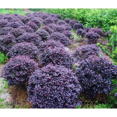 广玉兰、桂花、罗汉松等苗