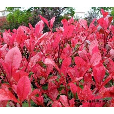 大叶女贞，香樟，桂花，广玉兰