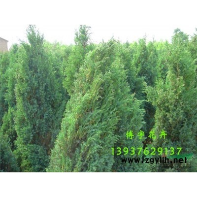 便宜银杏/便宜银杏供应/河南便宜银杏